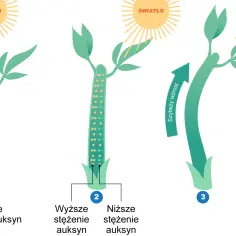 Ilustracja pokazuje wpływ światła na wzrost rośliny. Różne stężenia auksyn, roślinnych fitohormonów, wpływają na kierunek wzrostu.
