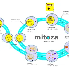 Cykl mitozy: od interfazy G1, przez S i G2, po profazę, metafazę, anafazę, telofazę i cytokinezę, aż do zakończenia podziałów komórki.