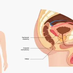 Schemat męskiego układu rozrodczego z zaznaczonym prąciem (penis), jądrem, prostatą i innymi organami.