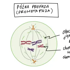 Późna profaza (prometafaza) cyklu komórkowego: otoczka jądrowa pęka, chromosomy są skondensowane i gotowe do podziału.