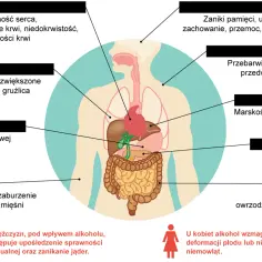 Ilustracja pokazuje wpływ alkoholu na organizm: serce, płuca, żołądek, mięśnie, mózg, skórę, wątrobę, trzustkę i jelita.