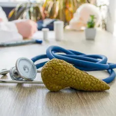 Model trzustki obok stetoskopu, symbolizujący rolę trzustki w trawieniu i produkcji enzymów, takich jak trypsyna.