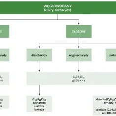 Schemat klasyfikacji węglowodanów: proste (monosacharydy) i złożone, w tym oligosacharydy, które są cukrami o złożonej budowie.