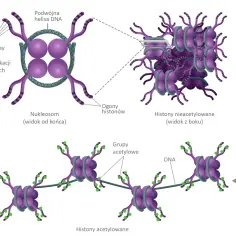 Struktura DNA nawinięta na histony. Widoczne ogony histonów, modyfikacje chemiczne i grupy acetylowe.
