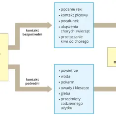 Schemat przedstawia drogi zakażenia: bezpośredni kontakt (np. pocałunek) lub pośredni (np. powietrze, woda) prowadzą do podatności człowieka na zakażenie.