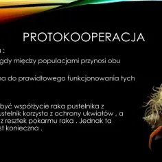 Rak pustelnik z ukwiałami – przykład protokooperacji. Obaj zyskują, choć nie jest to dla nich niezbędne.
