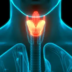 Anatomia krtani: szczegółowa budowa narządu głosu, widoczna w neonowym, niebieskim zarysie ludzkiego ciała.