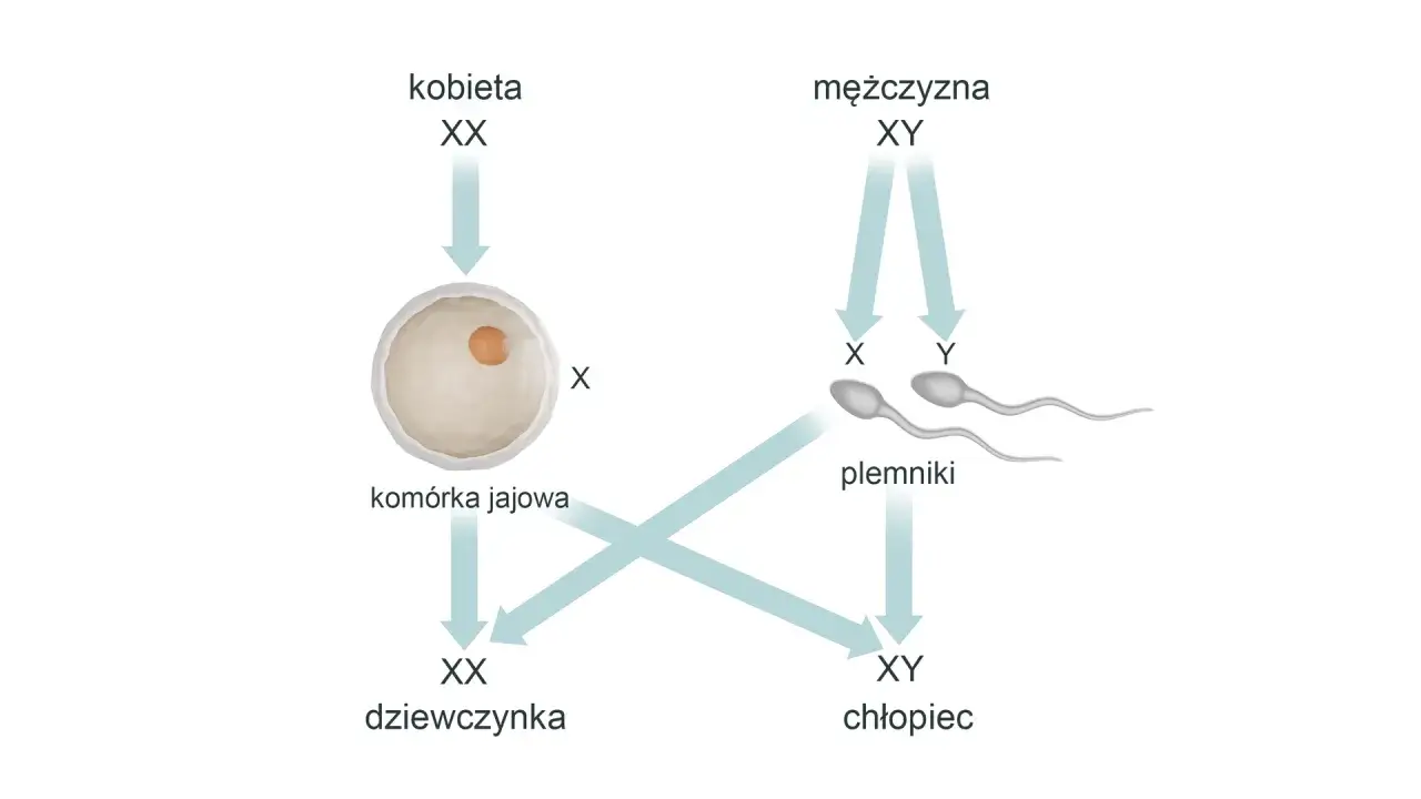 Schemat pokazuje, jak plemnik z chromosomem X lub Y decyduje o płci dziecka. XX to dziewczynka, XY to chłopiec.