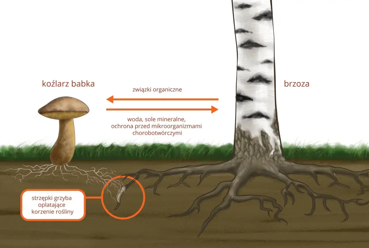 Ilustracja przedstawia mutualizm między grzybem koźlarzem babką a korzeniami brzozy. Grzyb dostarcza roślinie wodę, sole mineralne i ochronę, a w zamian otrzymuje związki organiczne.