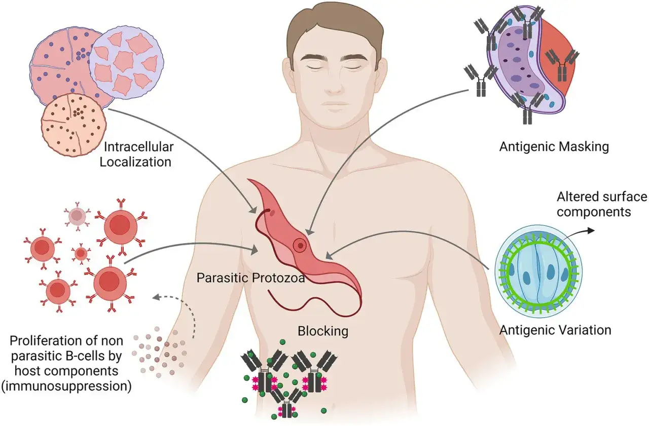 Zakażenie pasożytnicze: pierwotniak w ciele, unikanie immunologiczne przez maskowanie antygenowe, zmienność antygenową, lokalizację wewnątrzkomórkową i blokowanie.