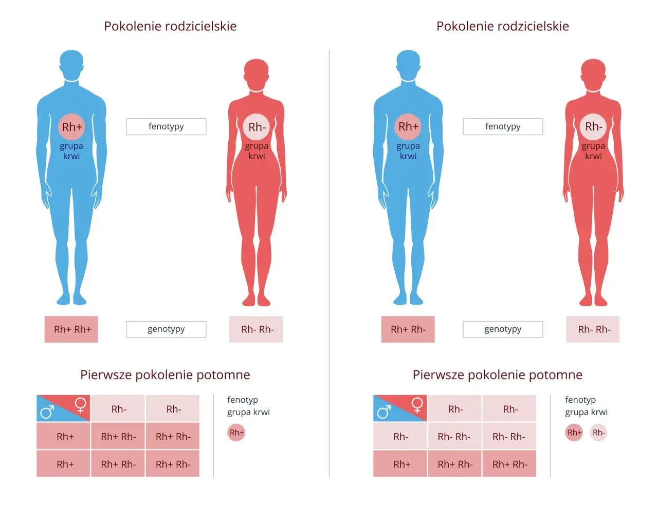Schemat pokazuje dziedziczenie grupy krwi Rh. Rodzice z różnymi genotypami Rh+ i Rh- mogą mieć potomstwo z różnymi fenotypami.