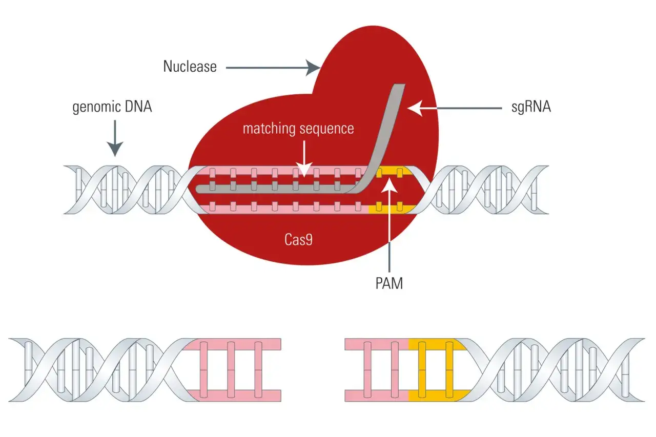 Schemat przedstawia działanie systemu CRISPR-Cas9 w genetyce molekularnej: sgRNA kieruje nukleazę Cas9 do cięcia DNA.