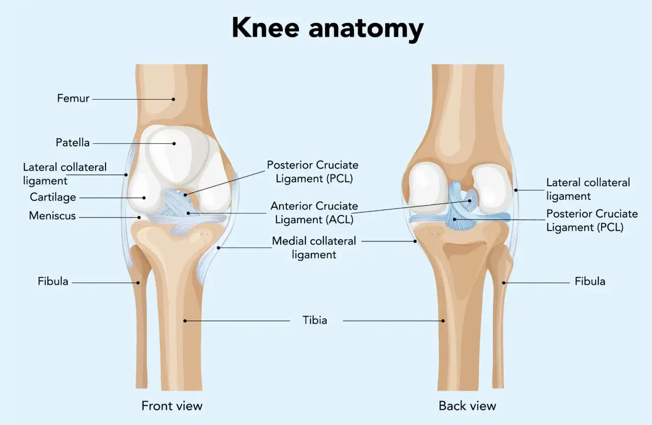 Anatomia kolana: widok z przodu i z tyłu, ukazujący kości (kość udowa, piszczelowa, strzałkowa), rzepkę, więzadła (ACL, PCL, poboczne) i łąkotki.
