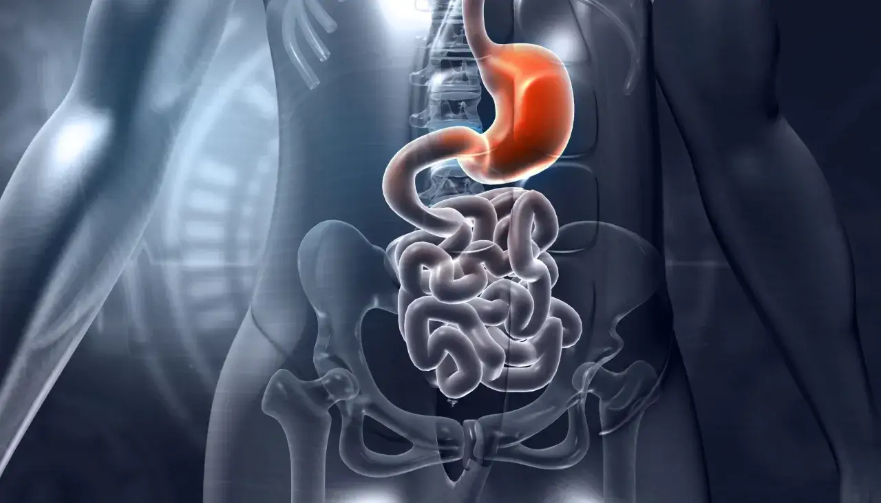 Anatomia układu pokarmowego: żołądek i jelita, w tym dwunastnica, gdzie jest, ukazane w przejrzystej wizualizacji.