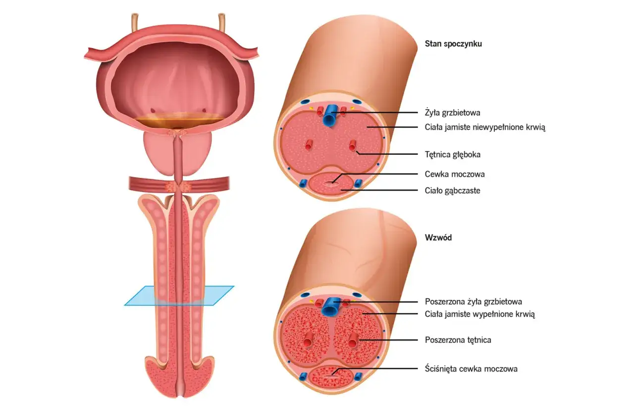 Anatomia penisa w stanie spoczynku i erekcji. Pokazuje cewkę moczową, ciała jamiste i naczynia krwionośne.