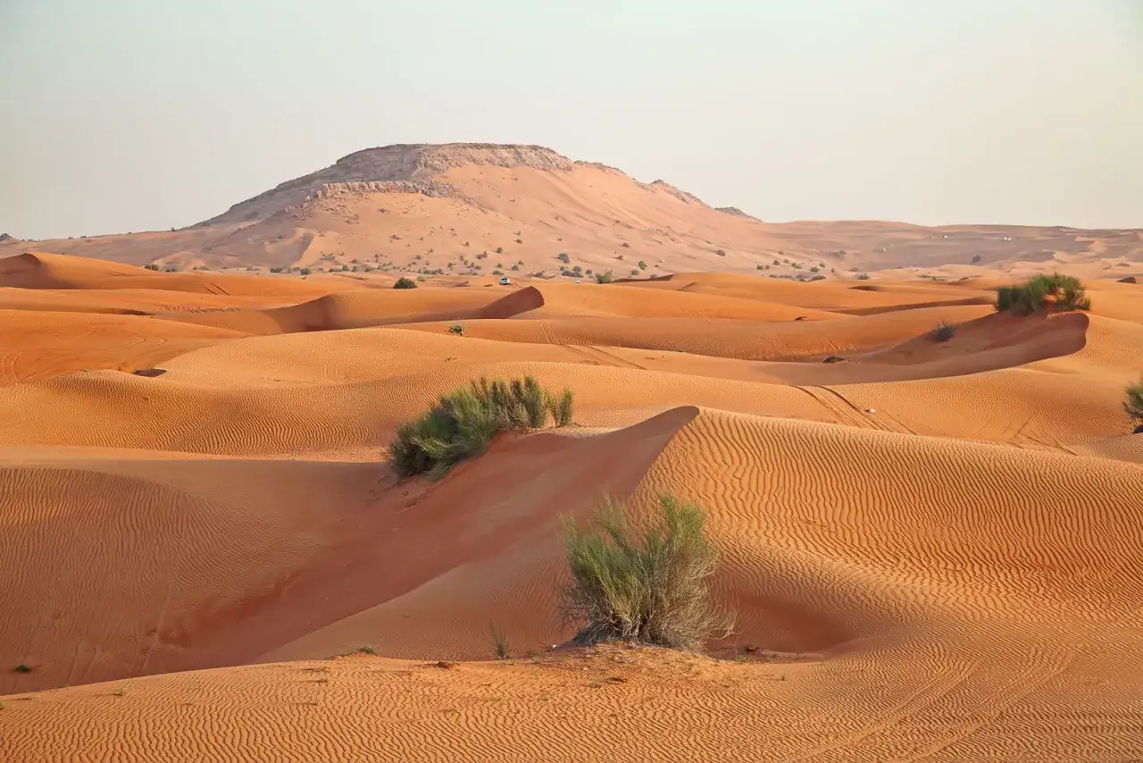 Piaskowe wydmy na półwyspie arabskim, z rzadką roślinnością i górami w tle.