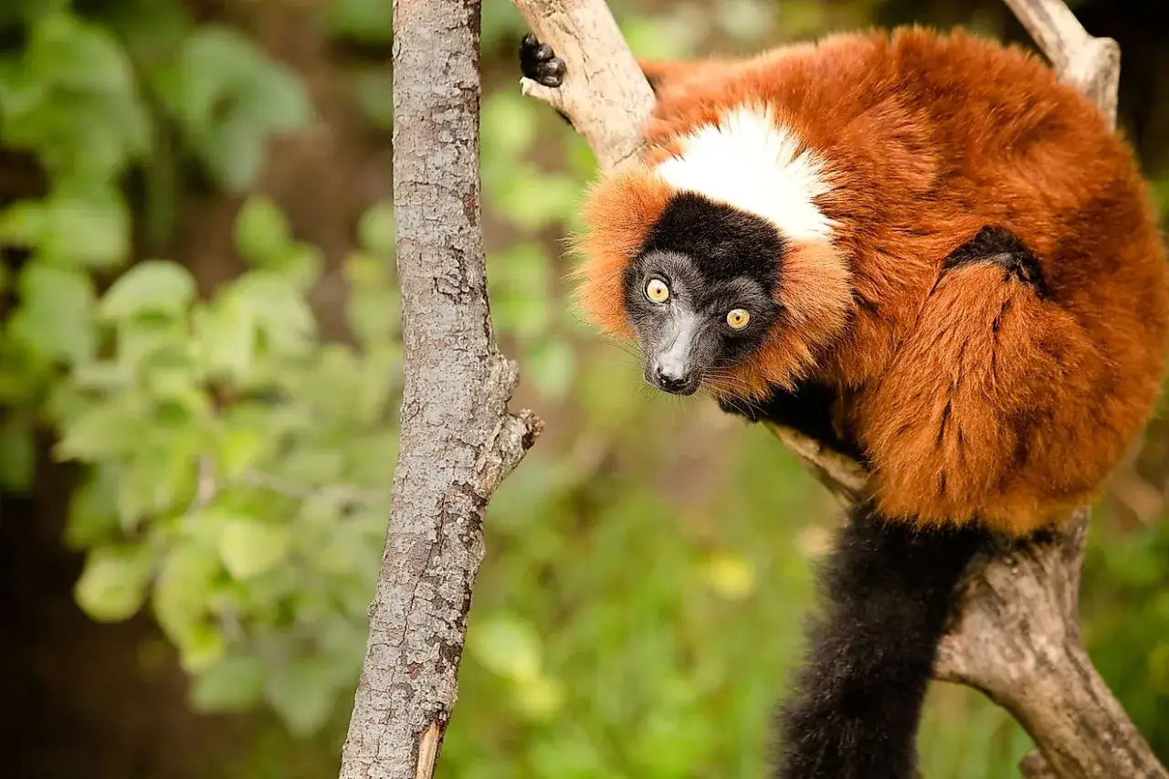 Rudy lemur, endemit z Madagaskaru, spogląda z drzewa z zaciekawieniem.
