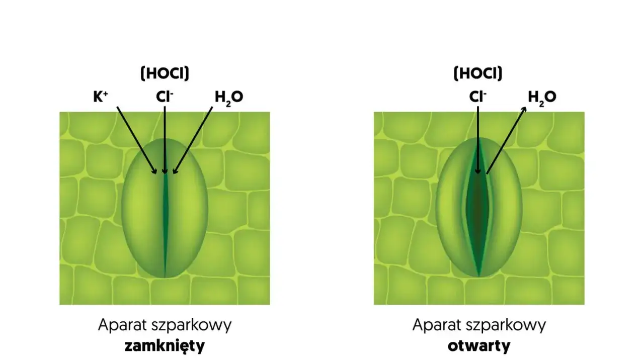 Zamknięty aparat szparkowy z K+, Cl-, H₂O i (HOCl) oraz otwarty aparat szparkowy, kluczowe dla transpiracji.