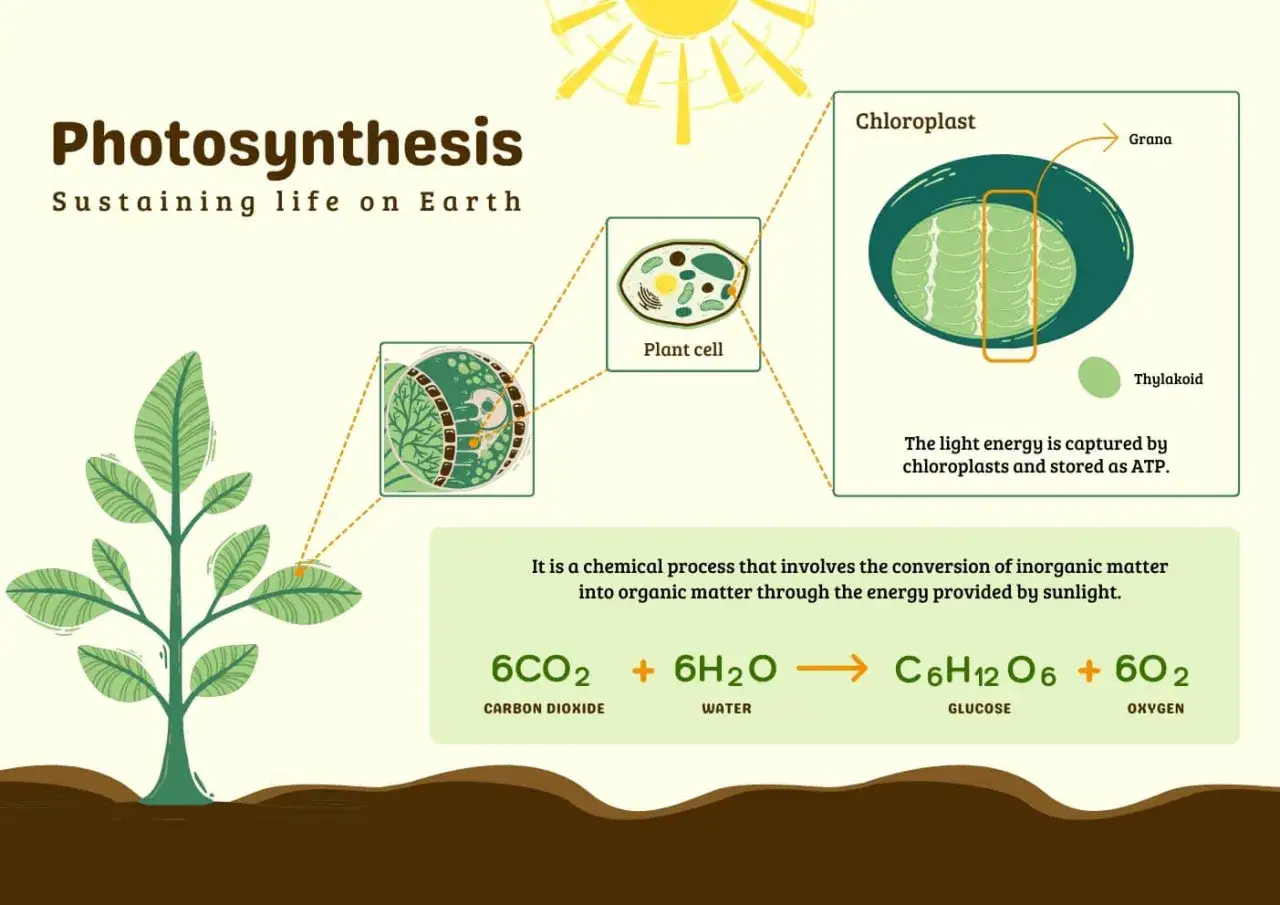 Schemat ilustrujący fotosyntezę: roślina, komórka roślinna, chloroplast, reakcja chemiczna. Energia słoneczna napędza ten proces.