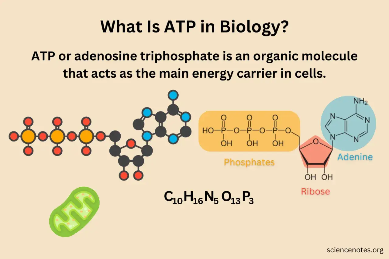 Struktura ATP: adenina, ryboza i trzy grupy fosforanowe. Mitochondrium symbolizuje produkcję energii.