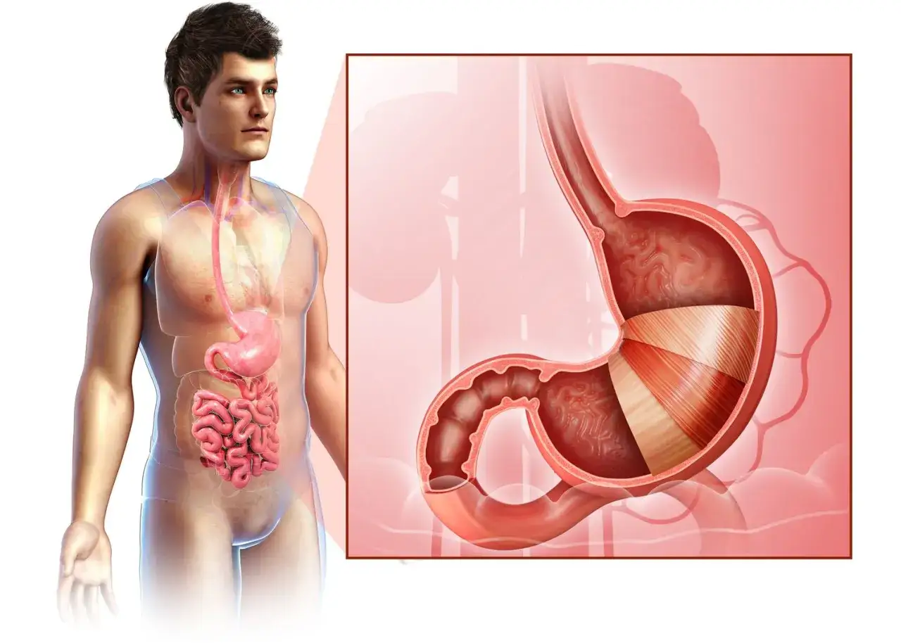 Anatomia człowieka pokazuje, gdzie jest żołądek, jego budowę i połączenie z jelitami. Widok zbliżenia ukazuje warstwy mięśni żołądka.