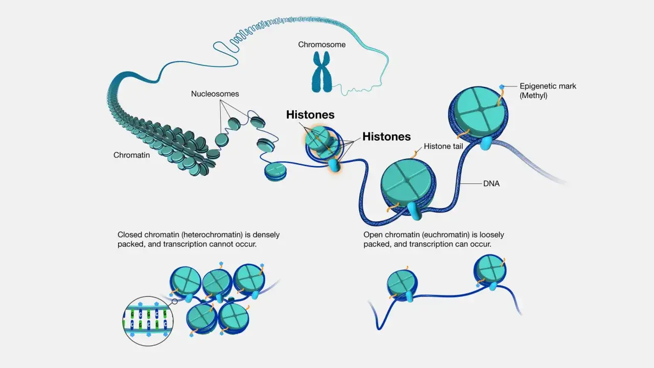 Struktura DNA nawinięta na histony tworzy chromatynę. Różne upakowanie chromatyny, zależne od histonów, wpływa na ekspresję genów.
