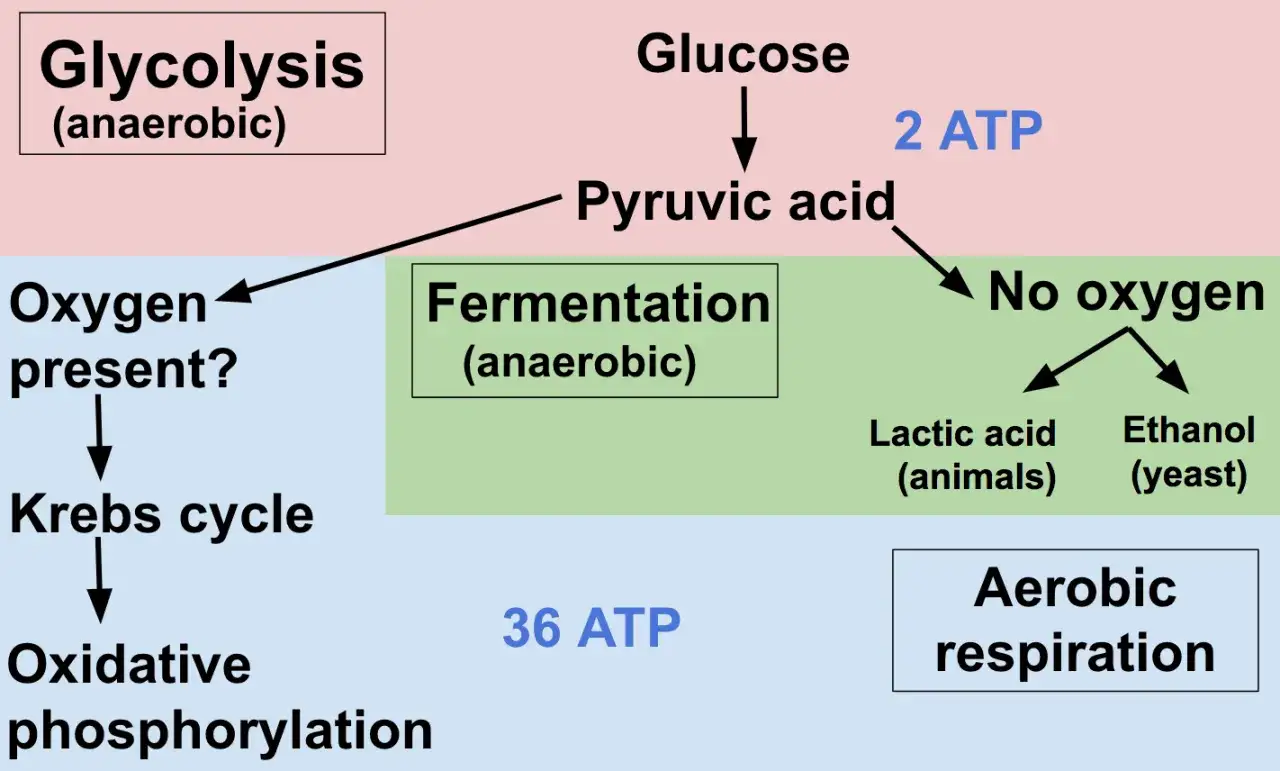 Schemat przedstawia procesy metaboliczne: glikolizę (beztlenowe oddychanie), fermentację (beztlenowe) i oddychanie tlenowe.