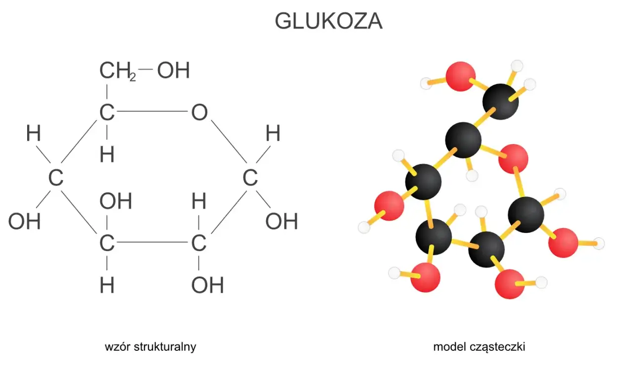 Strukturalny wzór i model cząsteczki glukozy, jednego z podstawowych monosacharydów.