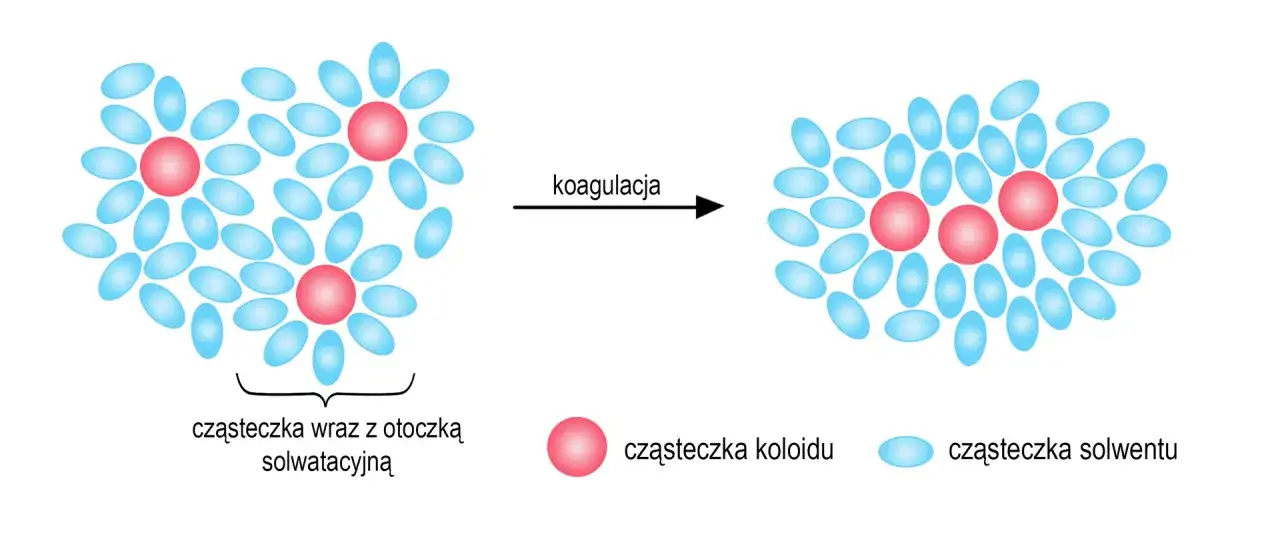 Ilustracja pokazuje, co to koagulacja: cząsteczki koloidu (różowe) otoczone cząsteczkami solwentu (niebieskie) łączą się.