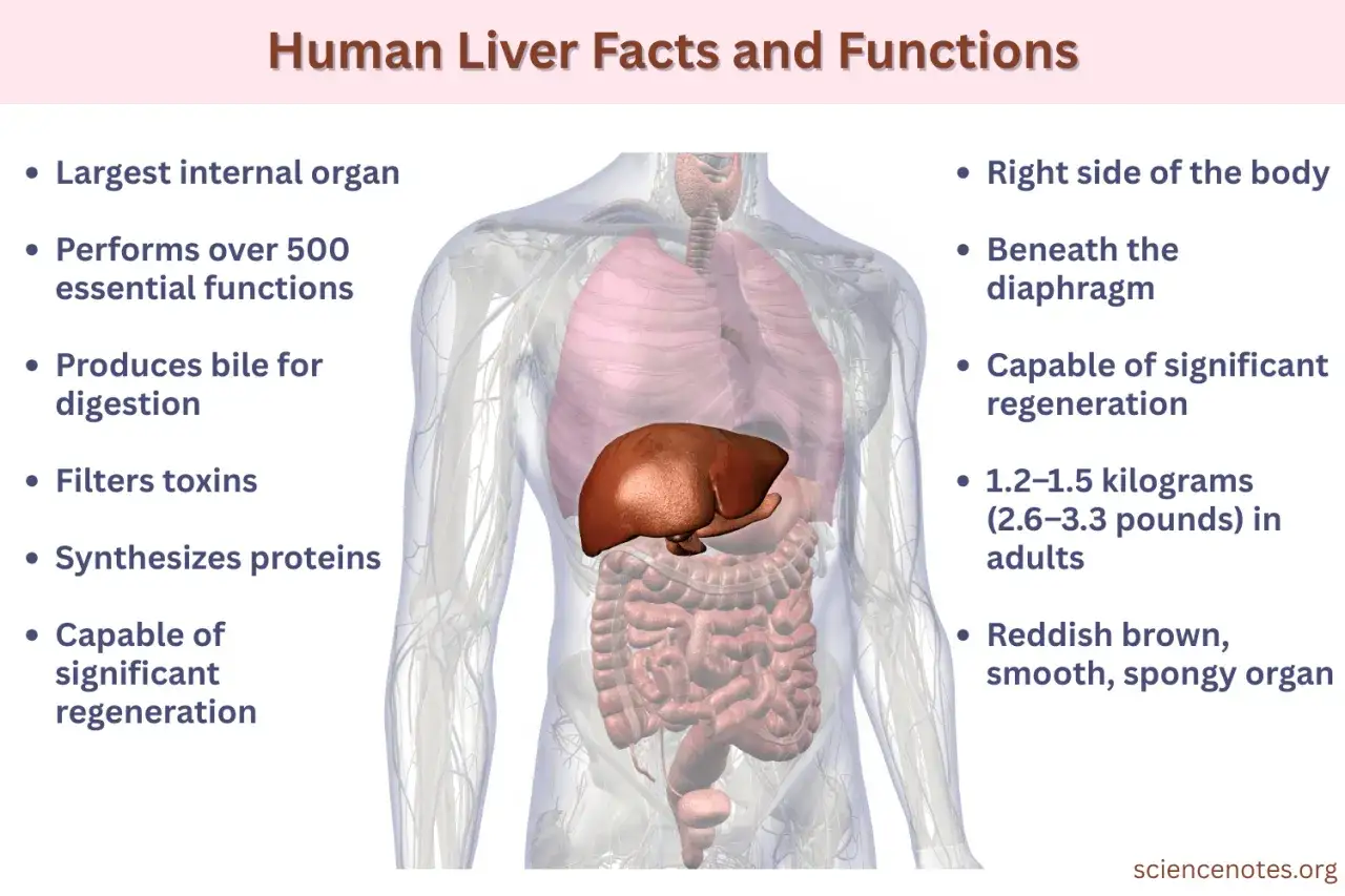 Anatomical illustration showing the human liver and its key funkcje wątroby: detoksykacja, produkcja żółci, synteza białek.
