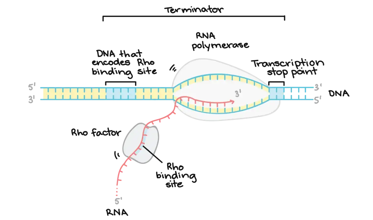 Schemat wyjaśniający, czym jest transkrypcja: RNA polimeraza tworzy nić RNA na matrycy DNA, a czynnik Rho zatrzymuje proces.