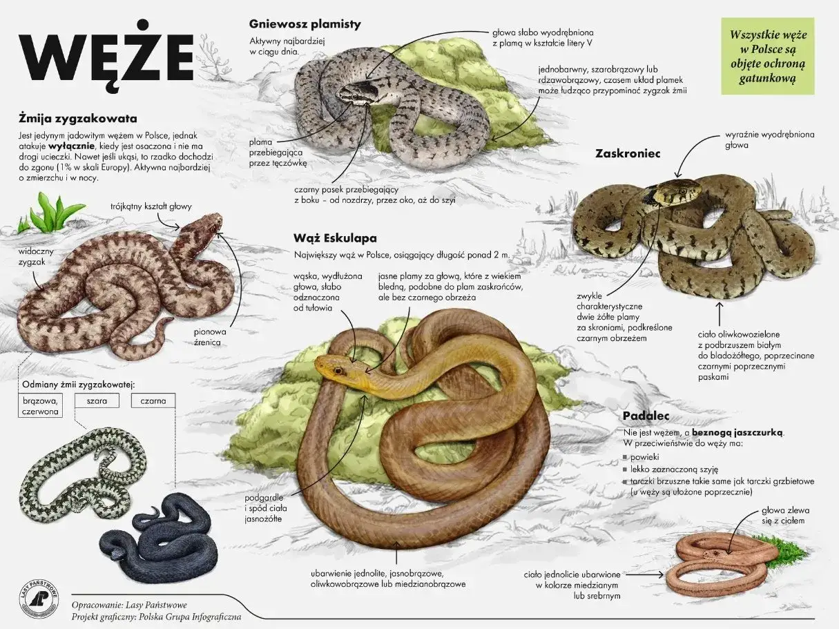 Zaskroniec, wąż z charakterystycznymi żółtymi plamami za skroniami, jest jednym z węży przedstawionych na infografice.