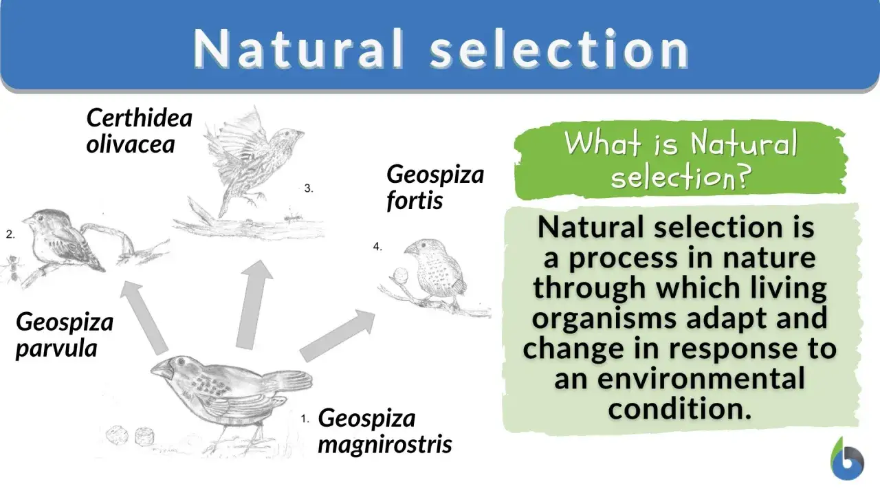 Ilustracja przedstawia przykłady zięb z Galapagos, ilustrujące teorię ewolucji przez dobór naturalny.