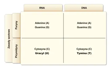 Porównanie zasad azotowych w RNA i DNA: adenina (A) i guanina (G) występują w obu, ale w RNA jest uracyl (U), a w DNA tymina (T).