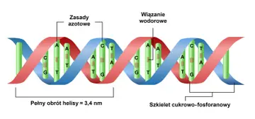 Schemat podwójnej helisy DNA, ukazujący zasady azotowe (A, T, C, G) połączone wiązaniami wodorowymi, tworzące szkielet cukrowo-fosforanowy. To podstawowa struktura kwasu nukleinowego.