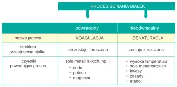 Tabela porównuje koagulację (odwracalny proces ścinania białek, nie narusza struktury) z denaturacją.
