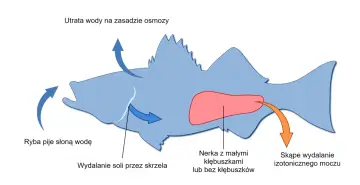 Schemat ilustruje osmoregulację ryby w słonej wodzie: picie wody, wydalanie soli przez skrzela i skąpe wydalanie moczu.