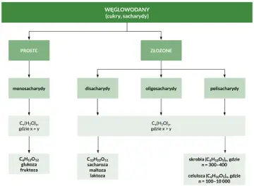 Schemat klasyfikacji węglowodanów: proste (monosacharydy) i złożone, w tym oligosacharydy, które są cukrami o złożonej budowie.