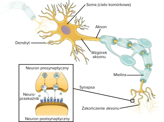 Neuron z wypustkami - budowa, działanie i najważniejsze pojęcia