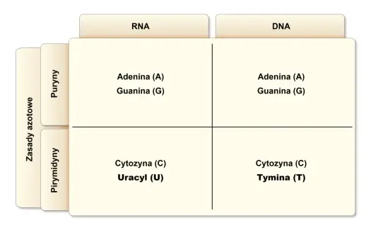 Adenina - czym jest, jak działa w DNA, RNA i ATP