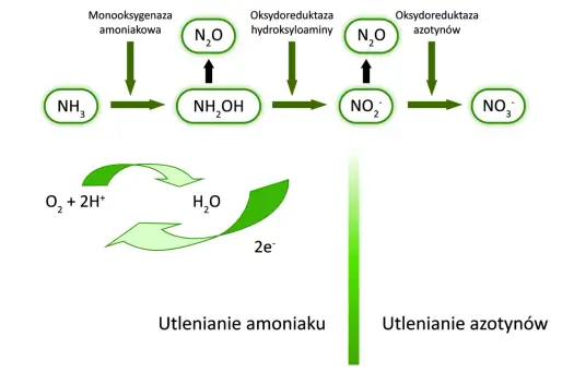 Chemosynteza - jak działa proces bez światła?