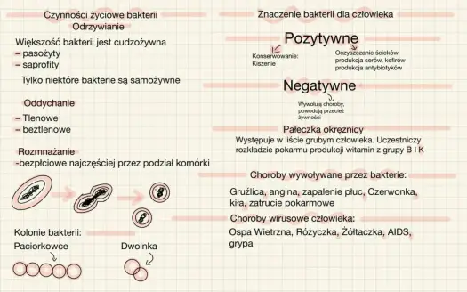 Mikroorganizmy - czym są, gdzie żyją i dlaczego są ważne