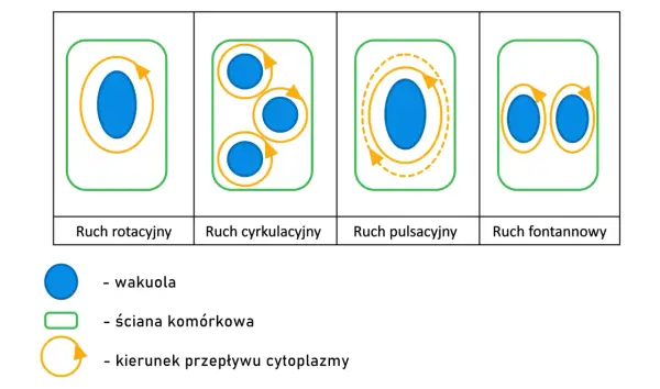 Układ koloidalny w biologii - Czym jest i jak działa w komórce?