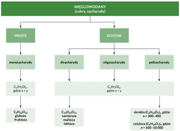 Cukry proste - co to, podział, przykłady i właściwości?
