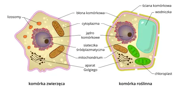 Komórka - budowa, funkcje i rodzaje bez szkolnych skrótów