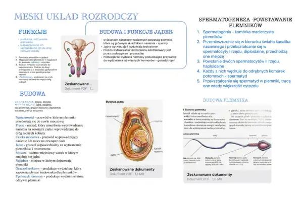 Męski układ rozrodczy - Budowa, funkcje i co wpływa na płodność?
