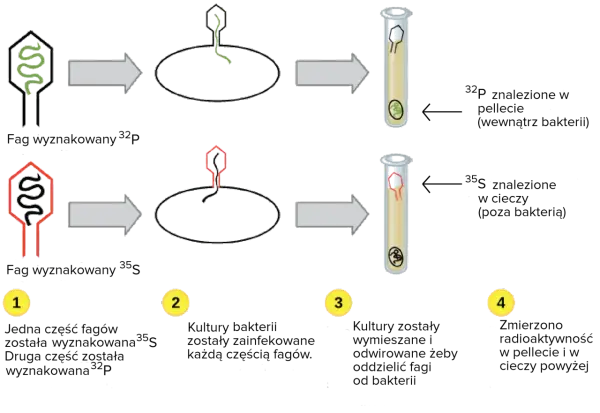 Replikacja DNA - Jak to działa? Enzymy, etapy, różnice