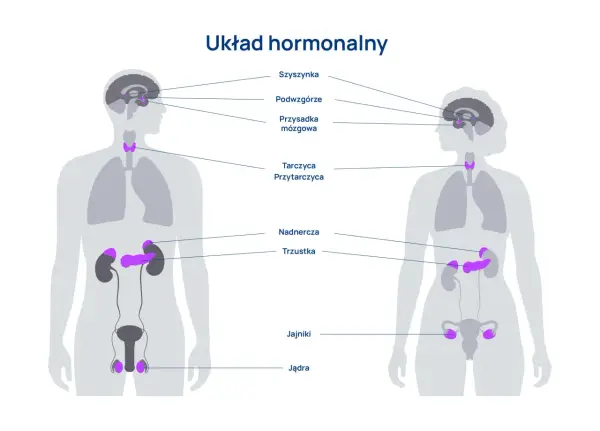 Układ hormonalny - Jak działa i jak rozpoznać jego zaburzenia?