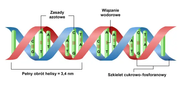 Kwas nukleinowy - jak działa DNA i RNA