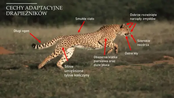 Drapieżnictwo w biologii - Jak działa i dlaczego jest kluczowe?